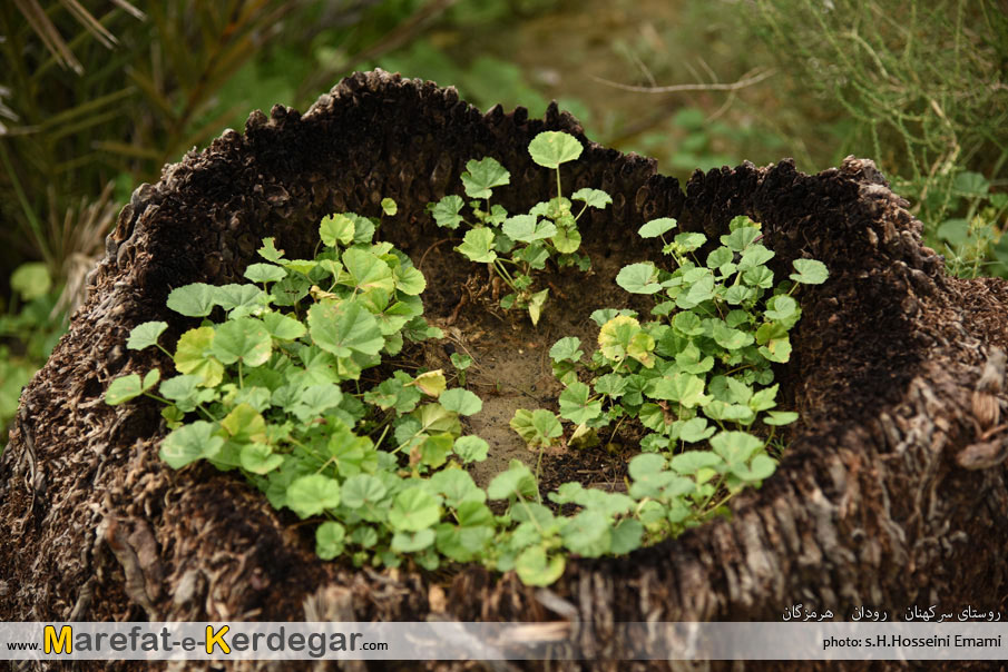 گردشگری رودان گردشگری رودان