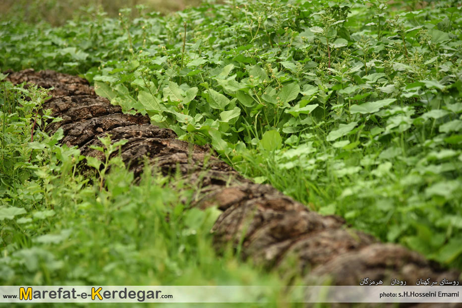 گردشگری رودان گردشگری رودان