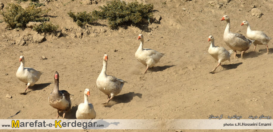 طبیعت دیواندره طبیعت دیواندره