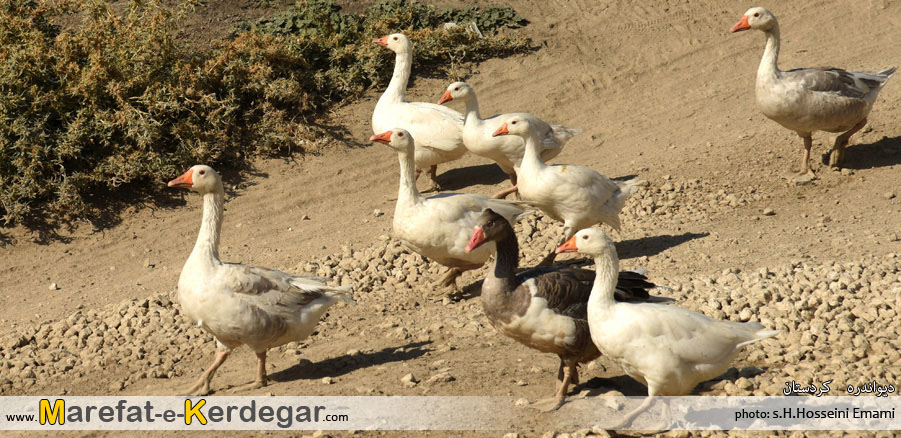 دیدنی های دیواندره دیدنی های دیواندره