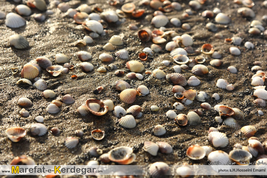 صدف در سواحل خزر صدف در سواحل خزر