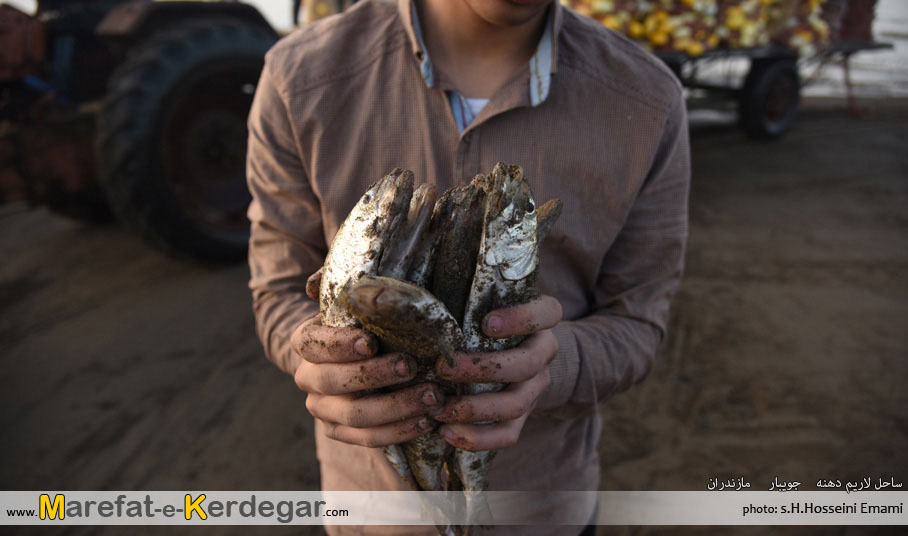 طبیعت جویبار طبیعت جویبار