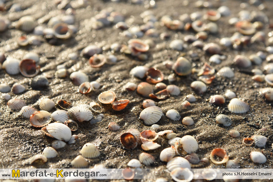 صدف در سواحل شمال صدف در سواحل شمال