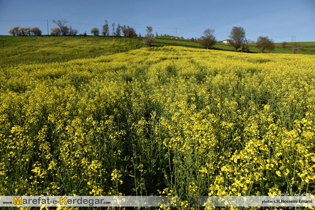 جاهای دیدنی هزارجریب