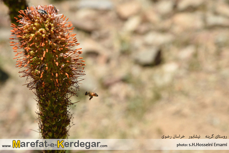 دره روستای گرینه دره روستای گرینه
