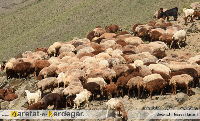 طبیعت روستای گرینه