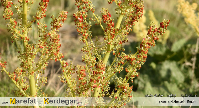 ریواس گرینه ریواس گرینه