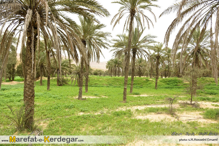 نخلستان شهرستان پارسیان نخلستان شهرستان پارسیان