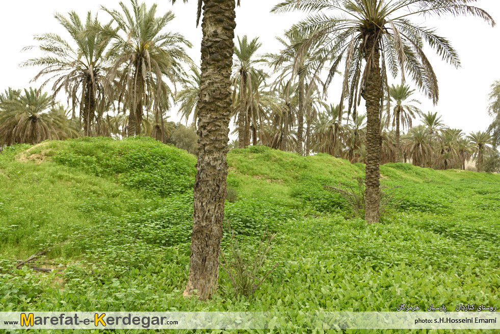 نخلستان های شهرستان پارسیان نخلستان های شهرستان پارسیان