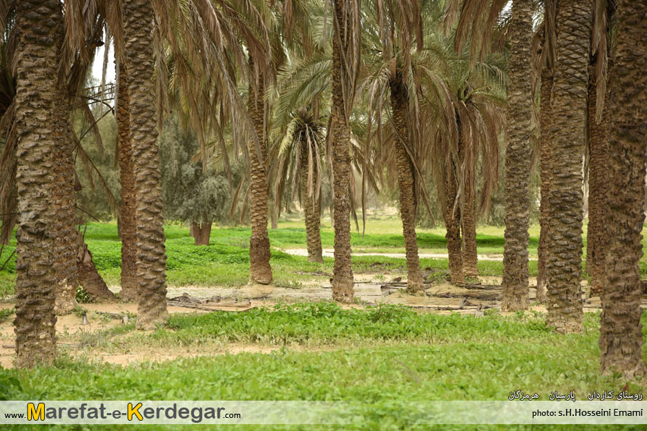 نخلستان های پارسیان نخلستان های پارسیان