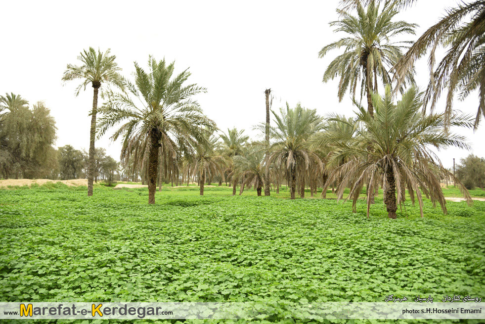 نخلستان های هرمزگان نخلستان های هرمزگان