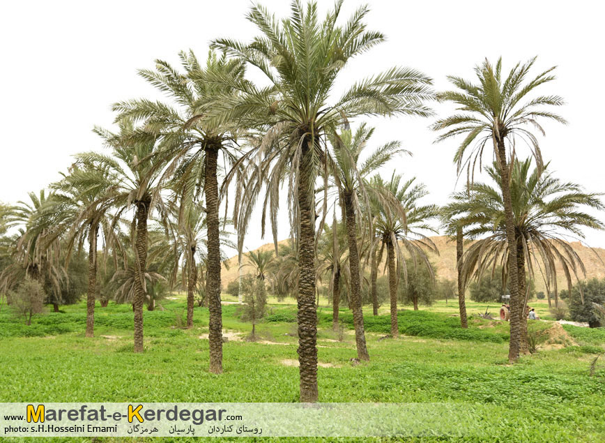 نخلستان های استان هرمزگان نخلستان های استان هرمزگان