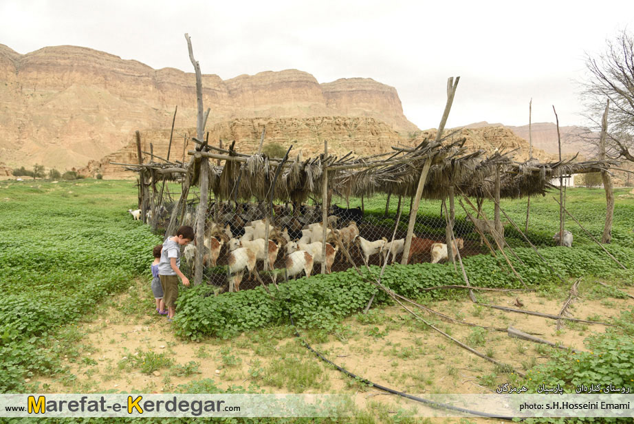 دامداری در هرمزگان دامداری در هرمزگان