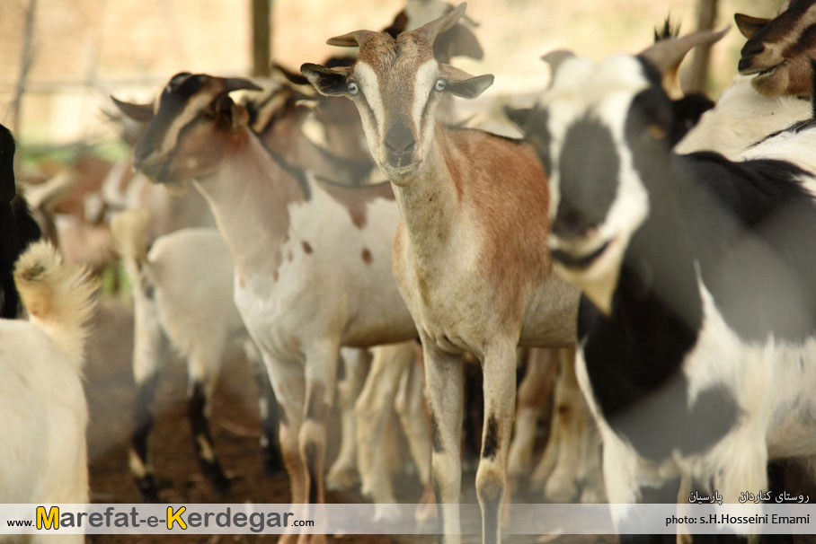 دامداری در جنوب ایران دامداری در جنوب ایران