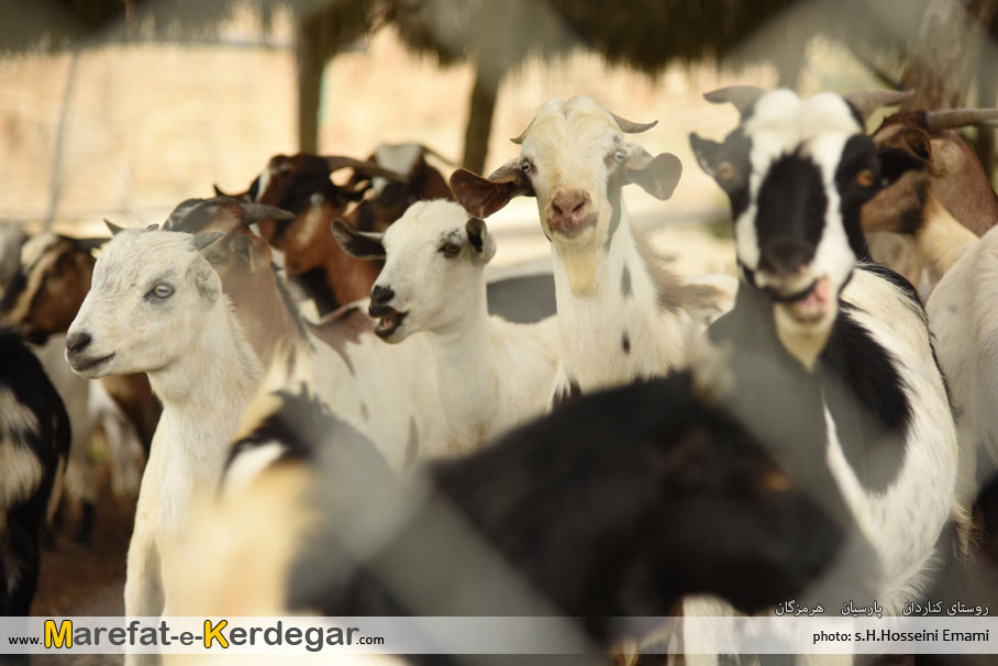 روستای کناردان پارسیان روستای کناردان پارسیان