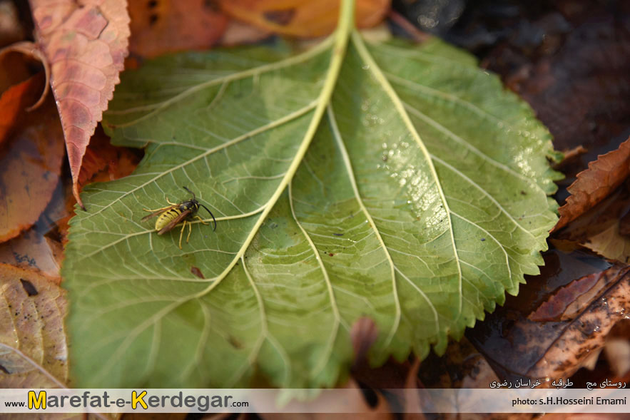 پاییز ایران پاییز ایران