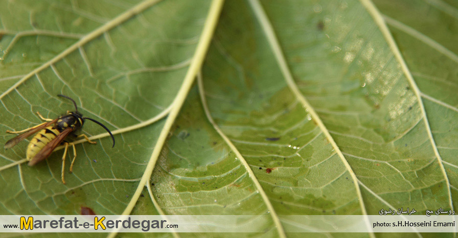 پاییز در ایران پاییز در ایران