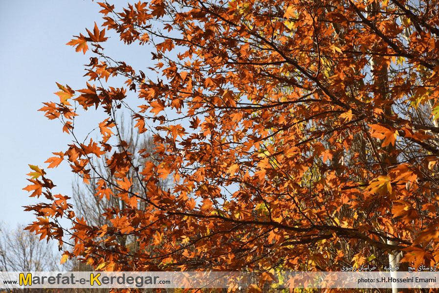 پاییز طرقبه پاییز طرقبه