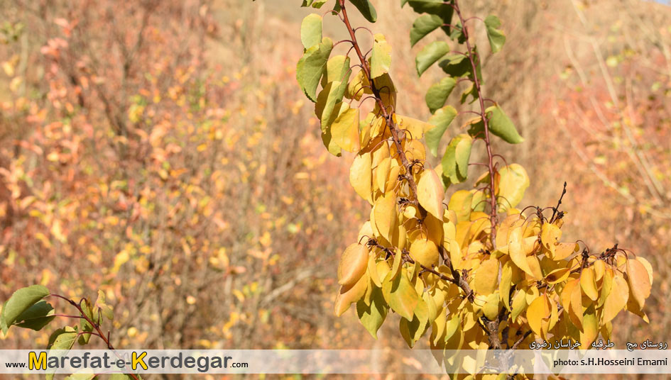 طبیعت روستای مج