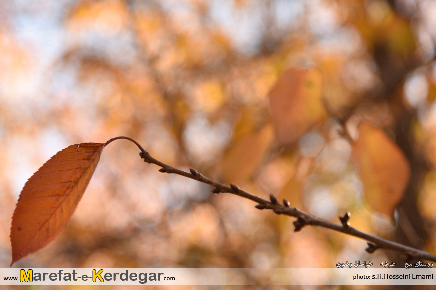 عکس های پاییزی خراسان عکس های پاییزی خراسان