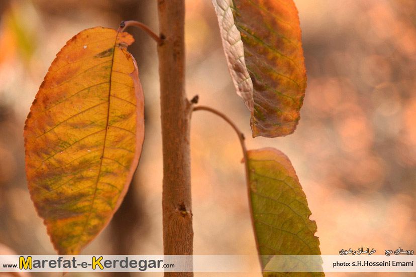 دیدنی های طرقبه دیدنی های طرقبه