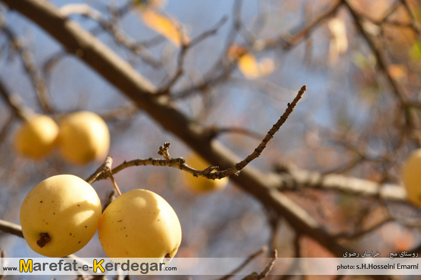 سیب مج سیب مج