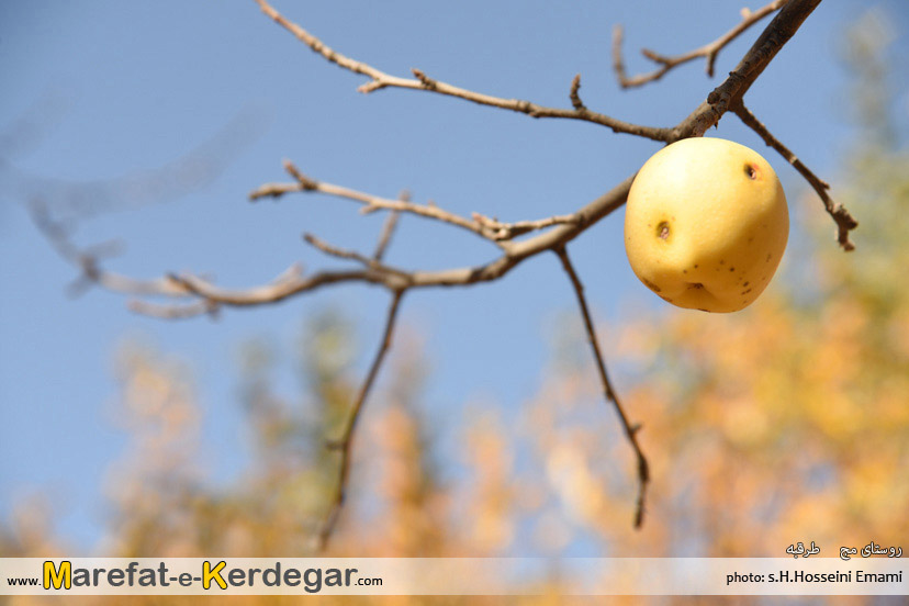 سیب روستای مج سیب روستای مج