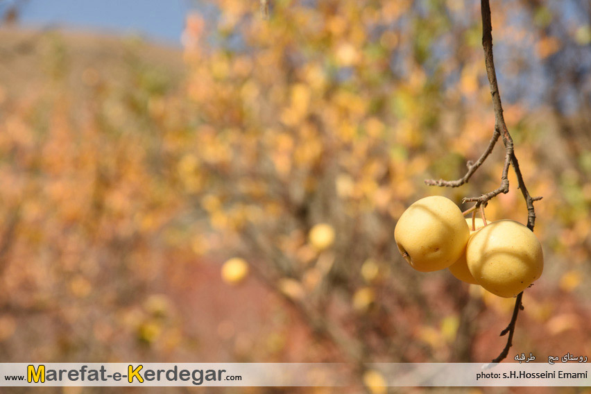 سیب طرقبه سیب طرقبه