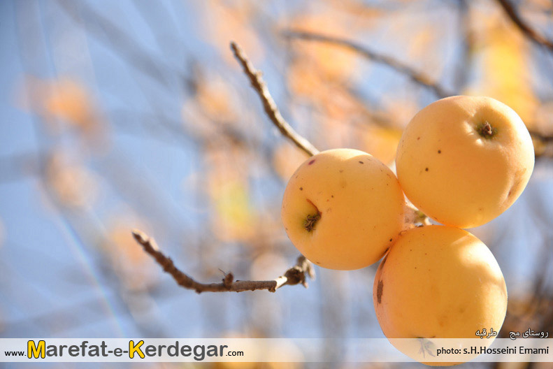 سیب طرقبه سیب طرقبه