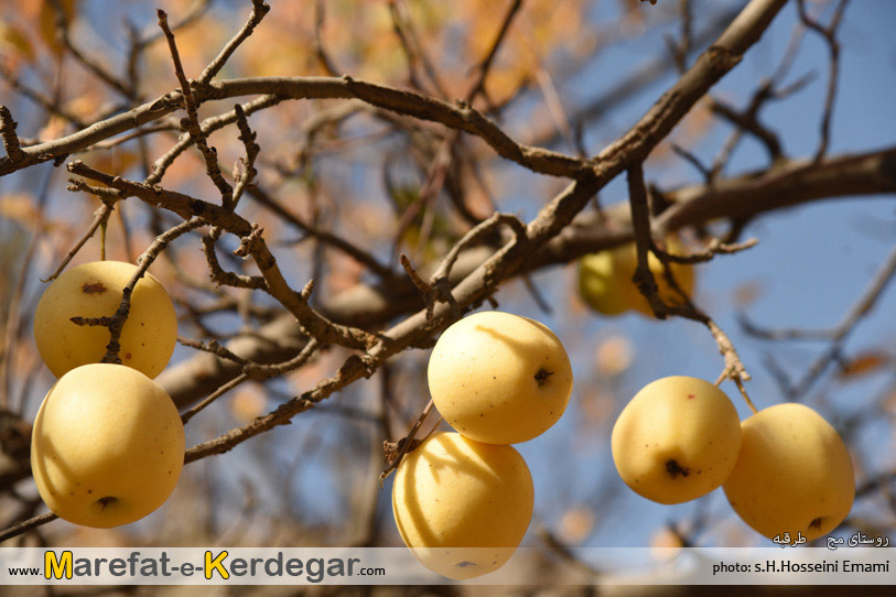 سیب طرقبه سیب طرقبه