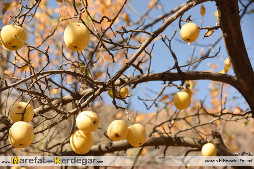 سیب مشهد سیب مشهد