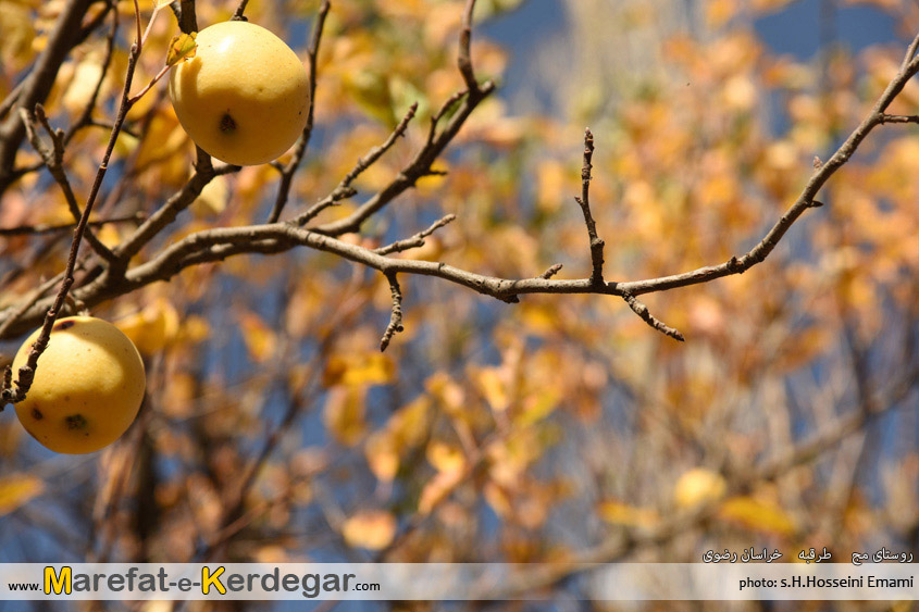 سیب مشهد سیب مشهد