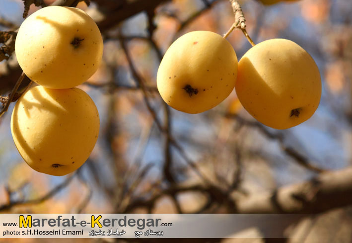 سیب مشهد سیب مشهد