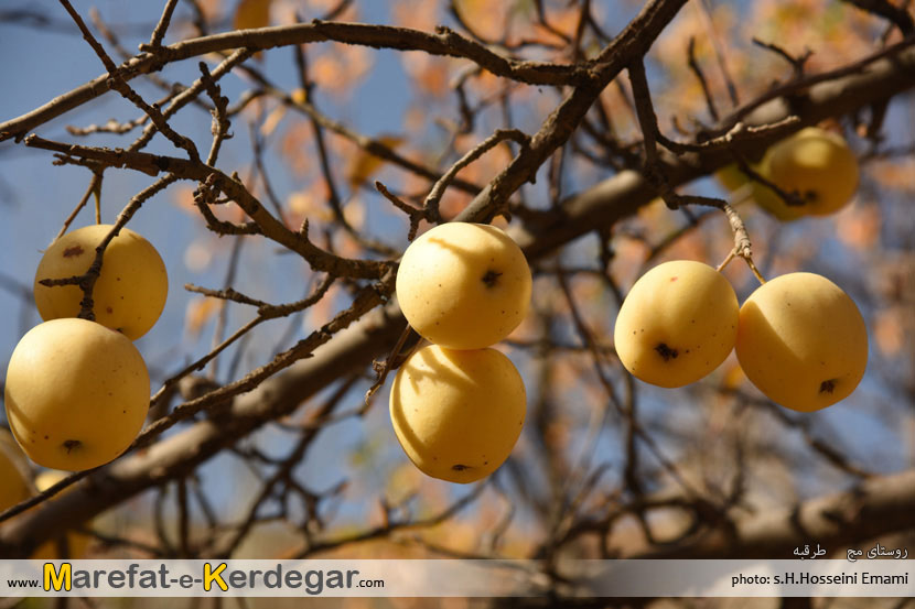 سیب خراسان سیب خراسان