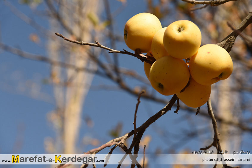 سیب خراسان سیب خراسان