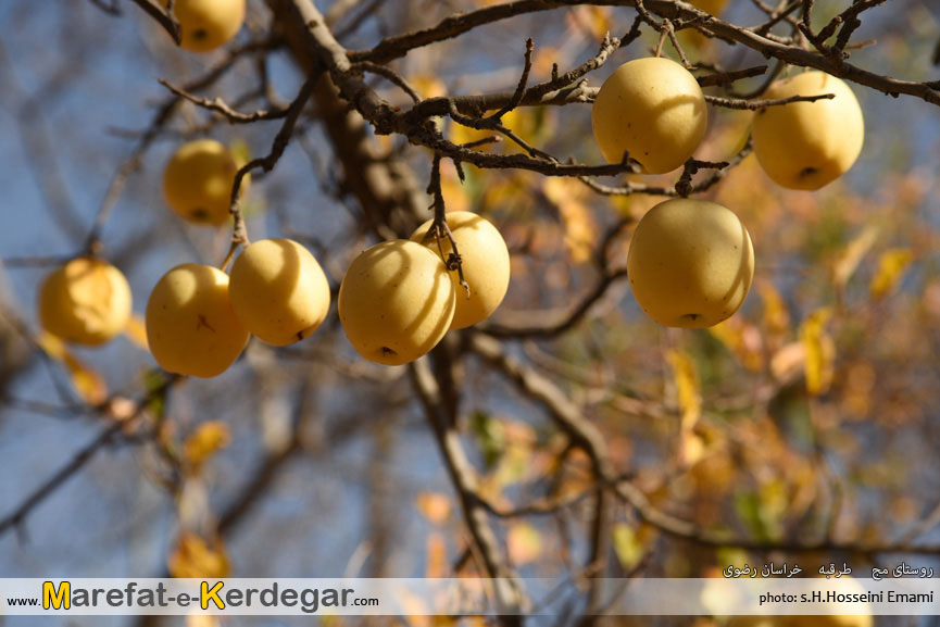 سیب خراسان سیب خراسان