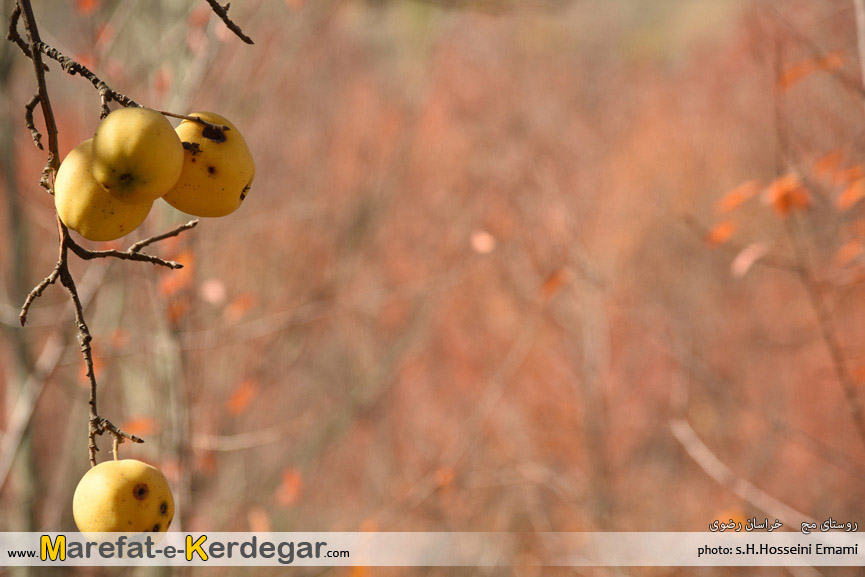 سیب زرد خراسان سیب زرد خراسان