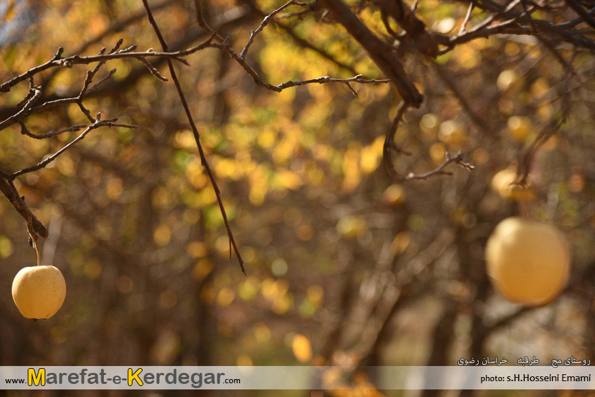 سیب زرد خراسان سیب زرد خراسان