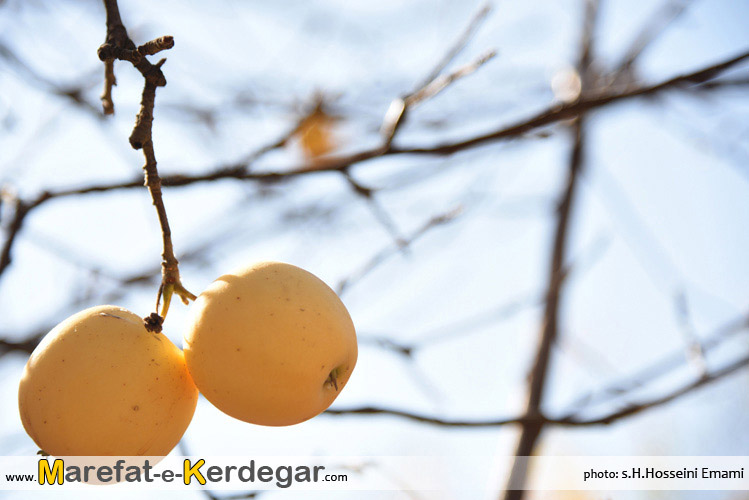 سیب زرد خراسان سیب زرد خراسان