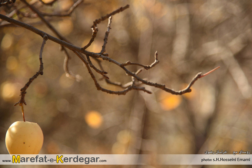 سیب زرد خراسان رضوی سیب زرد خراسان رضوی