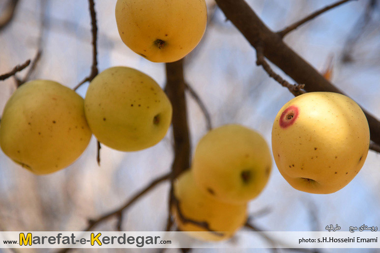 سیب زرد خراسان رضوی سیب زرد خراسان رضوی