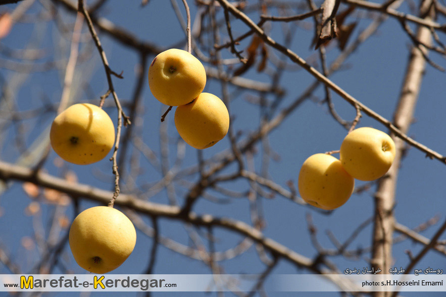 گردشگری خراسان رضوی گردشگری خراسان رضوی
