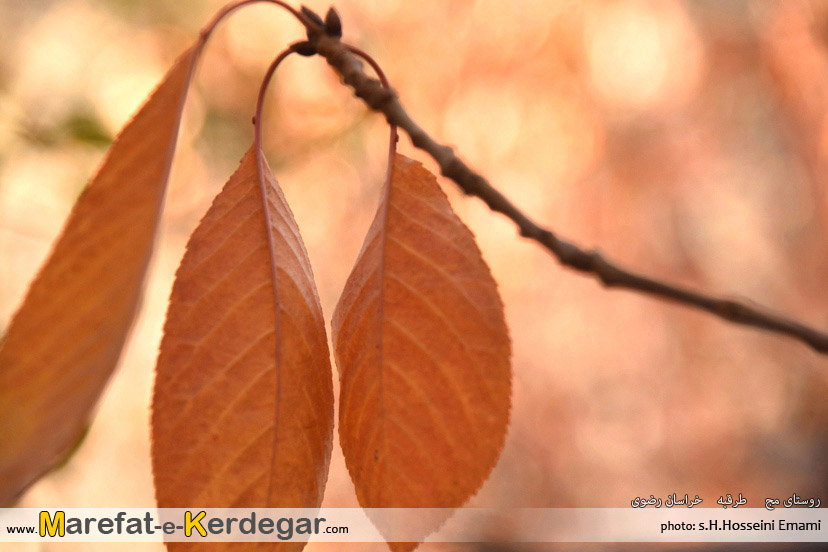 جاذبه های توریستی مشهد جاذبه های توریستی مشهد