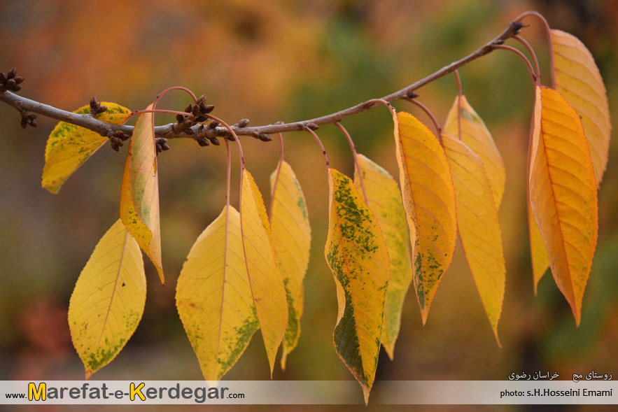 طبیعت نزدیک مشهد طبیعت نزدیک مشهد