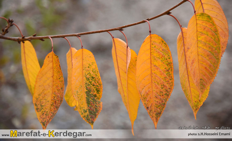 جاذبه های توریستی طرقبه جاذبه های توریستی طرقبه