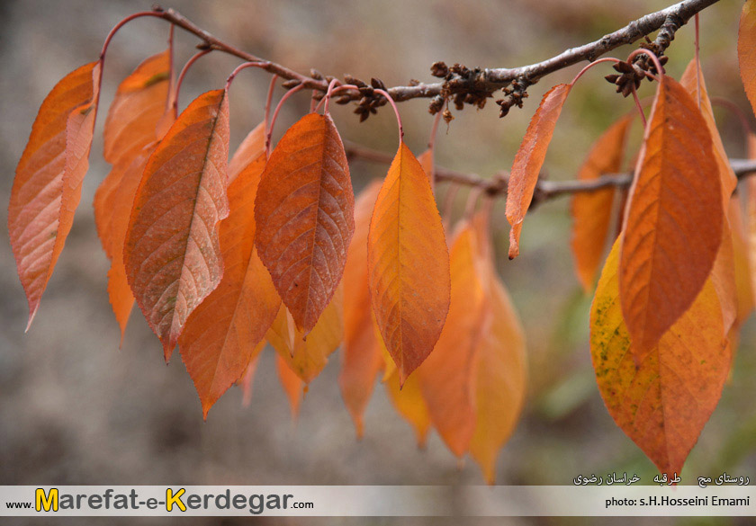 جاهای دیدنی طرقبه جاهای دیدنی طرقبه