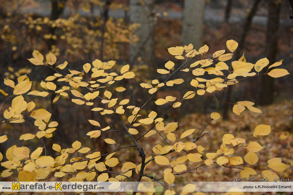 جاذبه های گردشگری طرقبه جاذبه های گردشگری طرقبه