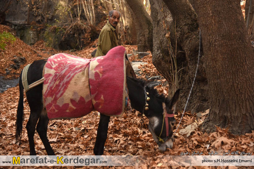 الاغ در روستا الاغ در روستا
