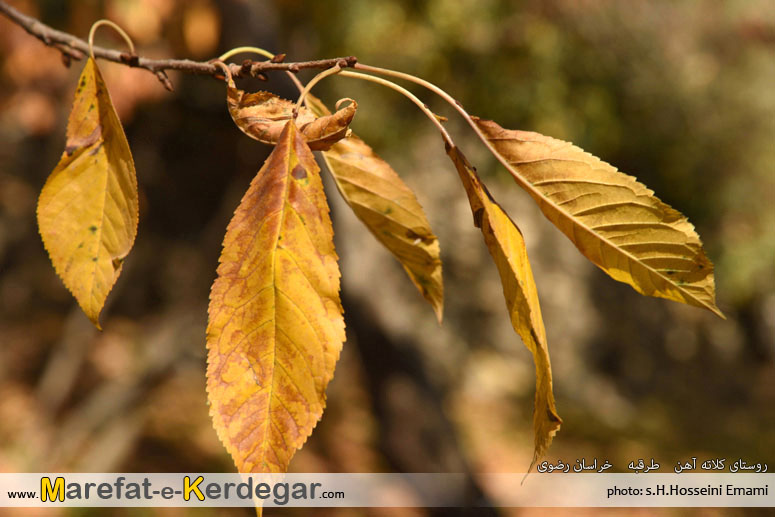 درخت گیلاس در پاییز درخت گیلاس در پاییز