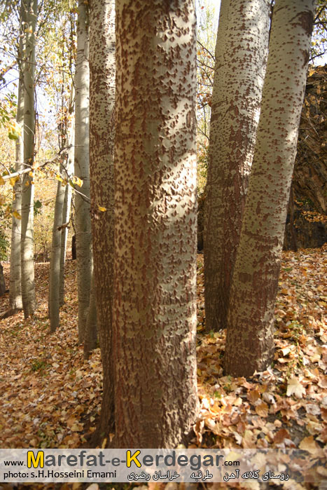 درخت صنوبر در پاییز درخت صنوبر در پاییز